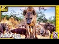 La hyne en famille  update animalia survival 4k60   fr