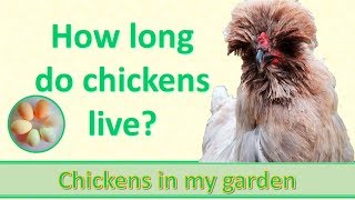 Exclusive How long do chickens live? Information