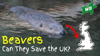 Friend or Foe?: Beavers back in the UK