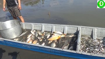 Bơm vuông bắt cá cuối mùa lũ cảnh anh em  bắt cá vui nhộn l  Fishing