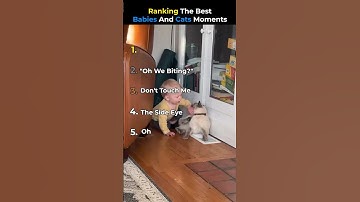 Ranking The Best Babies And Cats Moments