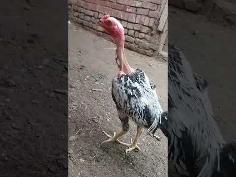       قران كريم تلاوة خاشعة