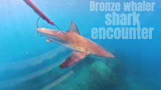 Bronze Whaler Shark Encounter While Spearfishing In Leigh, New Zealand