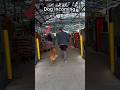 Es bueno socializar a su perro pero debe ser de manera adecuada. #perros