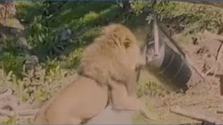 Lion plays with sound enrichment toy at the Oakland Zoo
