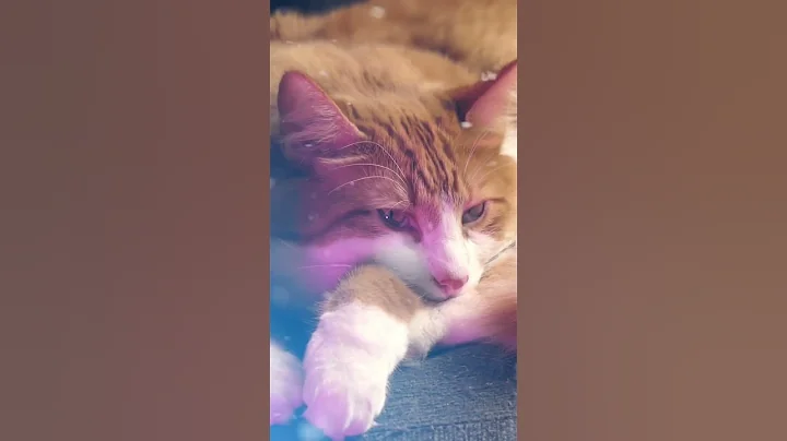 Cute cat in Christmas ❄️✨ #catvideos #cat #catlover #catsrule #rescuecats #catshorts