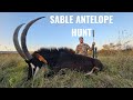 Heartpounding action sable antelope bow hunting adventure