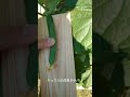 [キュウリの成長記録]一晩で成長する大きさがヤバい。