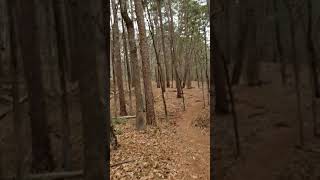 C Loop Trail - Tyler State Park