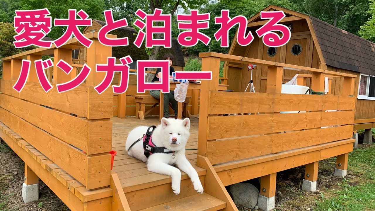秋田犬tamとキャンプ グリーンステイ洞爺湖 北海道洞爺湖町 Youtube