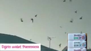 Suara Walet  SIBOTAK