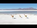 La belleza del impresionante Salar de Surire (Chile) | Ruta 5