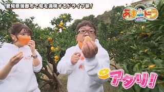 【旬を満喫】蒲郡オレンジパーク（愛知県蒲郡市）【あまドラ～天野っちのドライブしよう！！～】