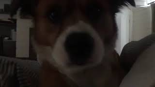 Celebrity Chris Evans waking up next to Dodger. Wealth