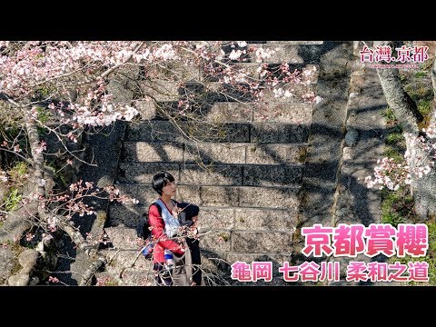 【京都賞櫻】2019・京都 櫻花開花情報更新 - 龜岡 七谷川 柔和之道 和らぎの道 2019年04月03日