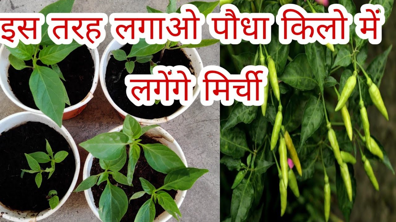 इस तरह लगाओ मिर्च का पौधा बीज से किलो में लगेंगी मिर्ची /सबसे आसान
