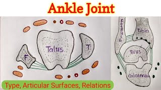 Ankle Joint (1/4)