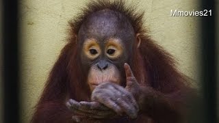 Bornean Orang-utanハヤトのひとり暮らしぶり