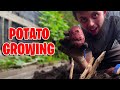 Growing a whole bunch of potatoes for selfsufficiency