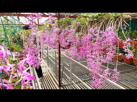 TUYỆT SẮC HOÀNG THẢO KÈN | Dendrobium Lituflorum | PHONG LAN RỪNG | Foci