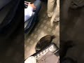 飼い主が寝た瞬間脱走したらしい#shorts