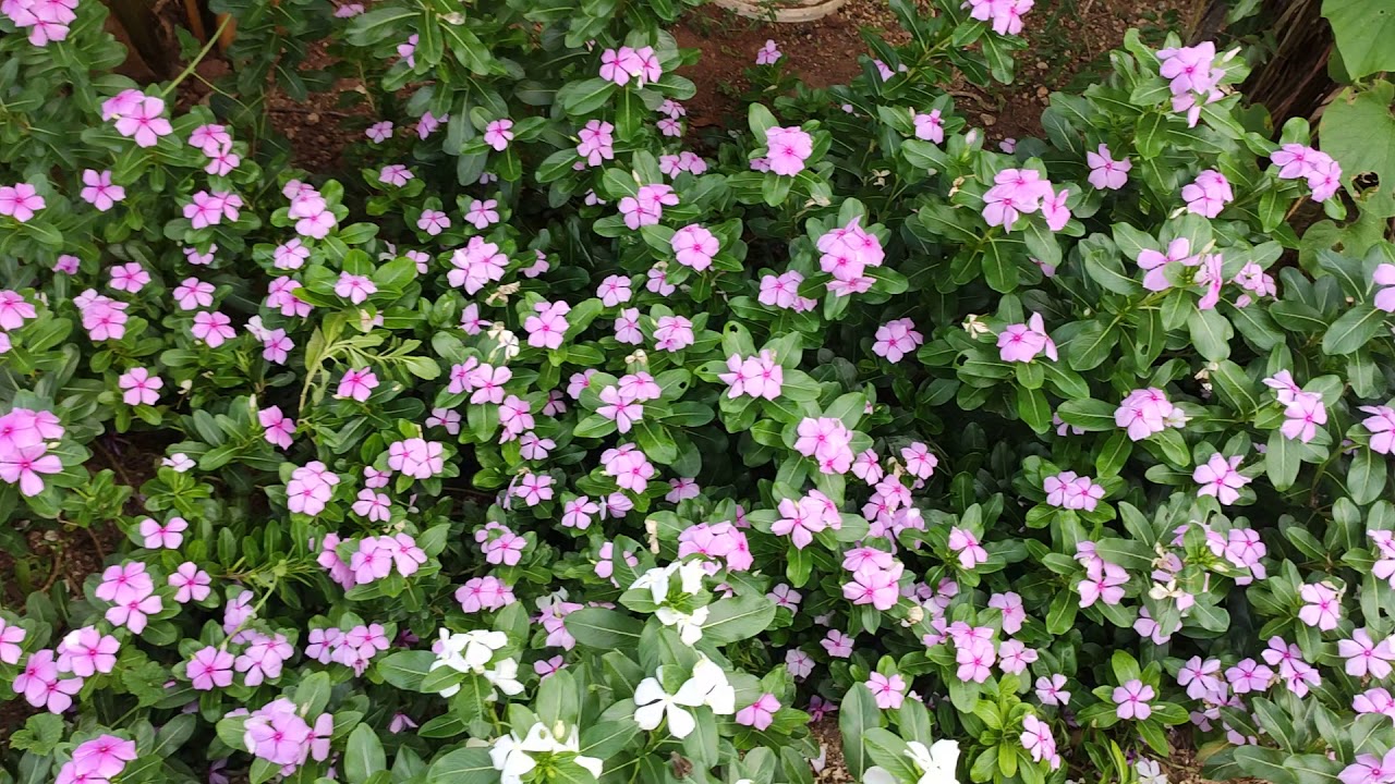 Flowers In My Garden YouTube