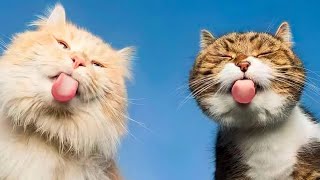Purr-fectly Funny: Laugh Along with the Funniest Cat Videos of 2024! 😹😄 by Yufus 265 views 6 days ago 11 minutes, 29 seconds