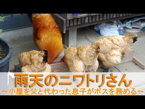 雨天のニワトリさん～雄鶏小屋を父と代わった息子がボスを務める～