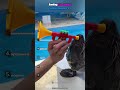 Ranking the funniest Sealion moments 😂 part 2 #edit #shorts