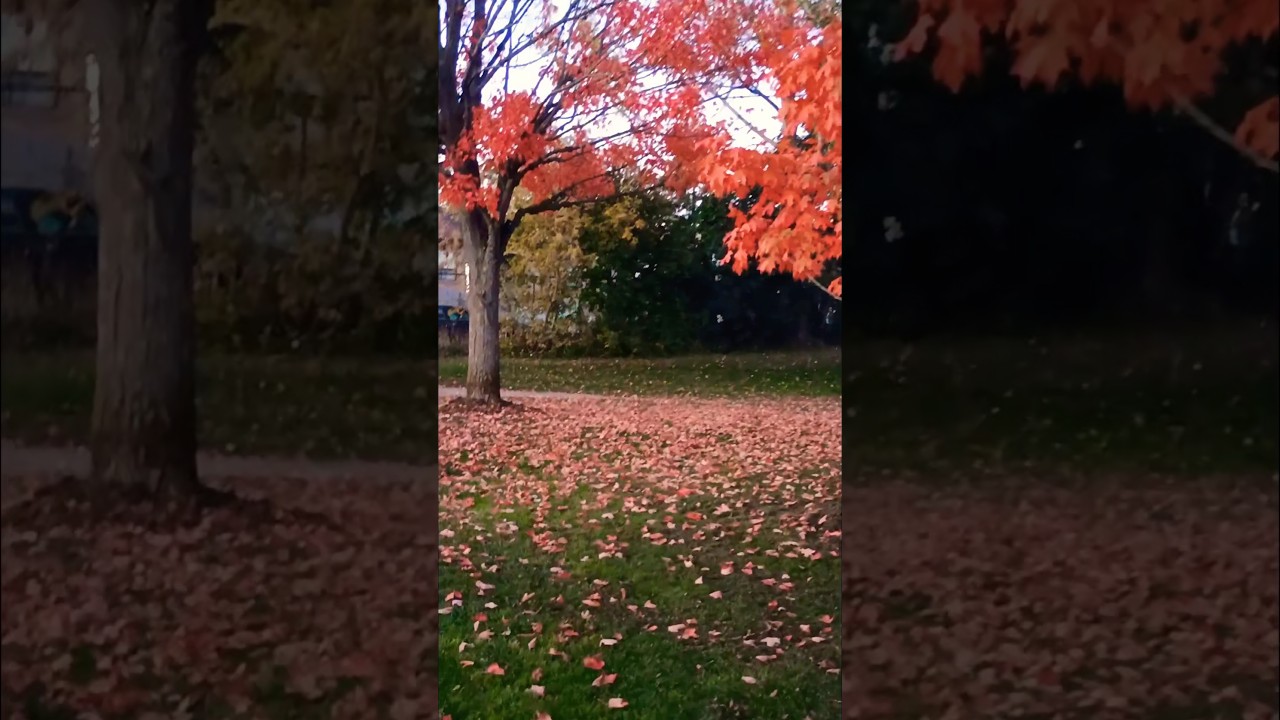 নতুন বছরে #canada #shortvideo #shorts #viral #youtubeshorts  #foryou  #dailyvlog #short #viralvideo