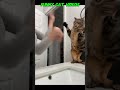funny cat videos