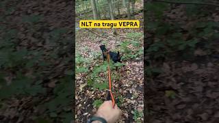 Nemački Lovni Terijer Na Tragu Divlje Svinje - Vepra