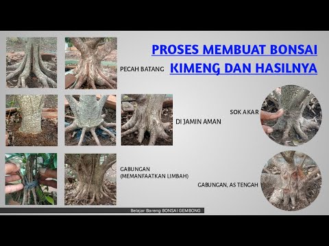 Video: Podokarpus Bitkiləri Haqqında Öyrənin - Podokarpus Ağacının Yetişdirilməsi Bələdçisi