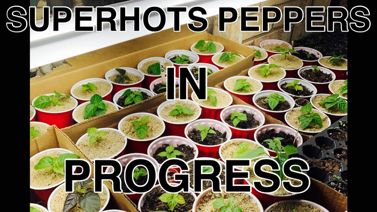 How to keep soil gnats & aphids from affecting and spreading in your