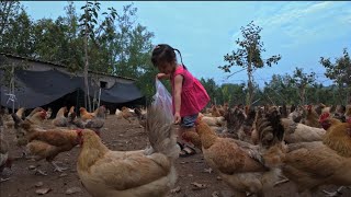 Essential Steps for Organic Chicken Raising: From Chicks to Eggs. Garden Harvest. Cook Healthy Meal
