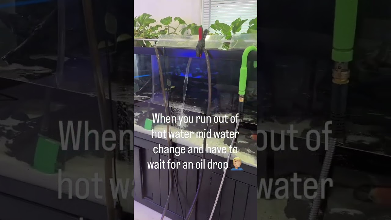 Mid Livestream, mid water change! 🤦🏼‍♂️ #aquarium #aquariumhobby