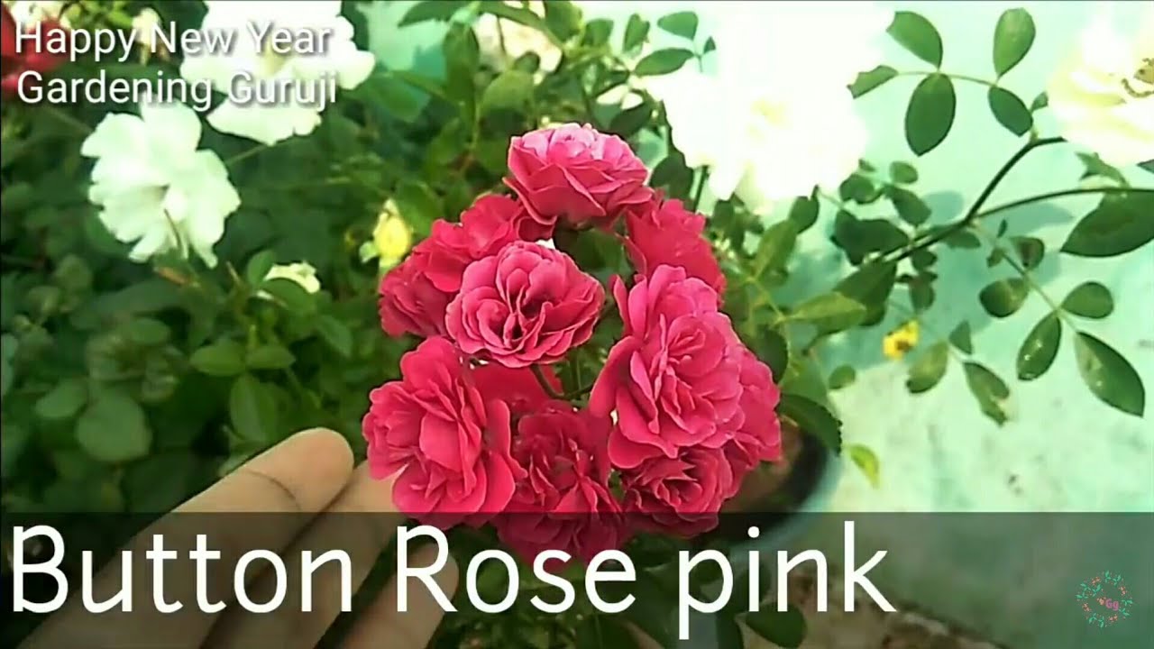 do this and get 500% more flower in your button rose plant with 75 days