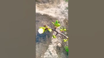 Thumbnail of Lovely Plum flowers#plum #plants #flowers #fruit #youtube #shorts #viral #video #@Streesfreegardenworld