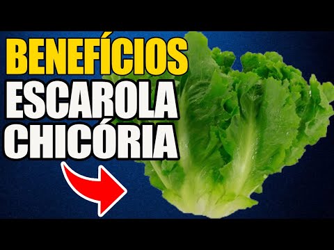 Escarola e Chicória e seus Benefícios! Acompanha a tabela Nutricional!
