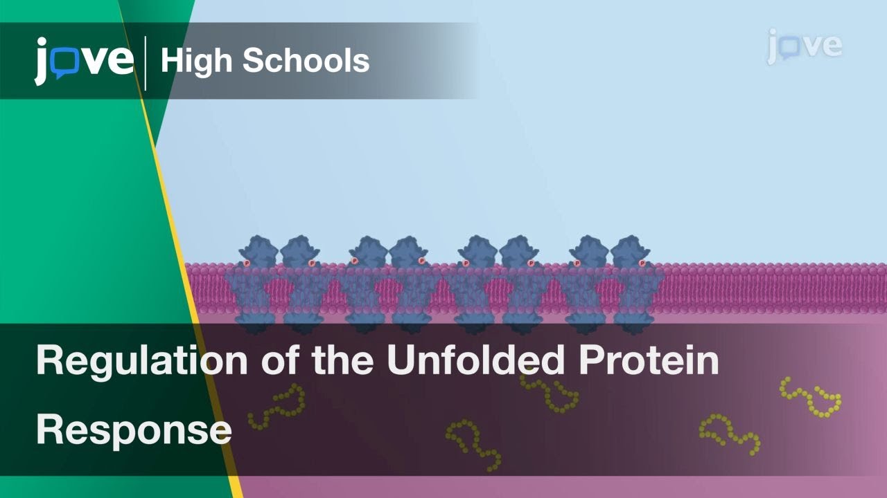 Regulation of the Unfolded Protein Response | Cell Bio | Video ...