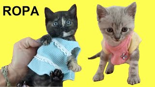 Gatos Luna y Estrella reaccionando a la nueva ropa de las gatitas / Videos de gatitos