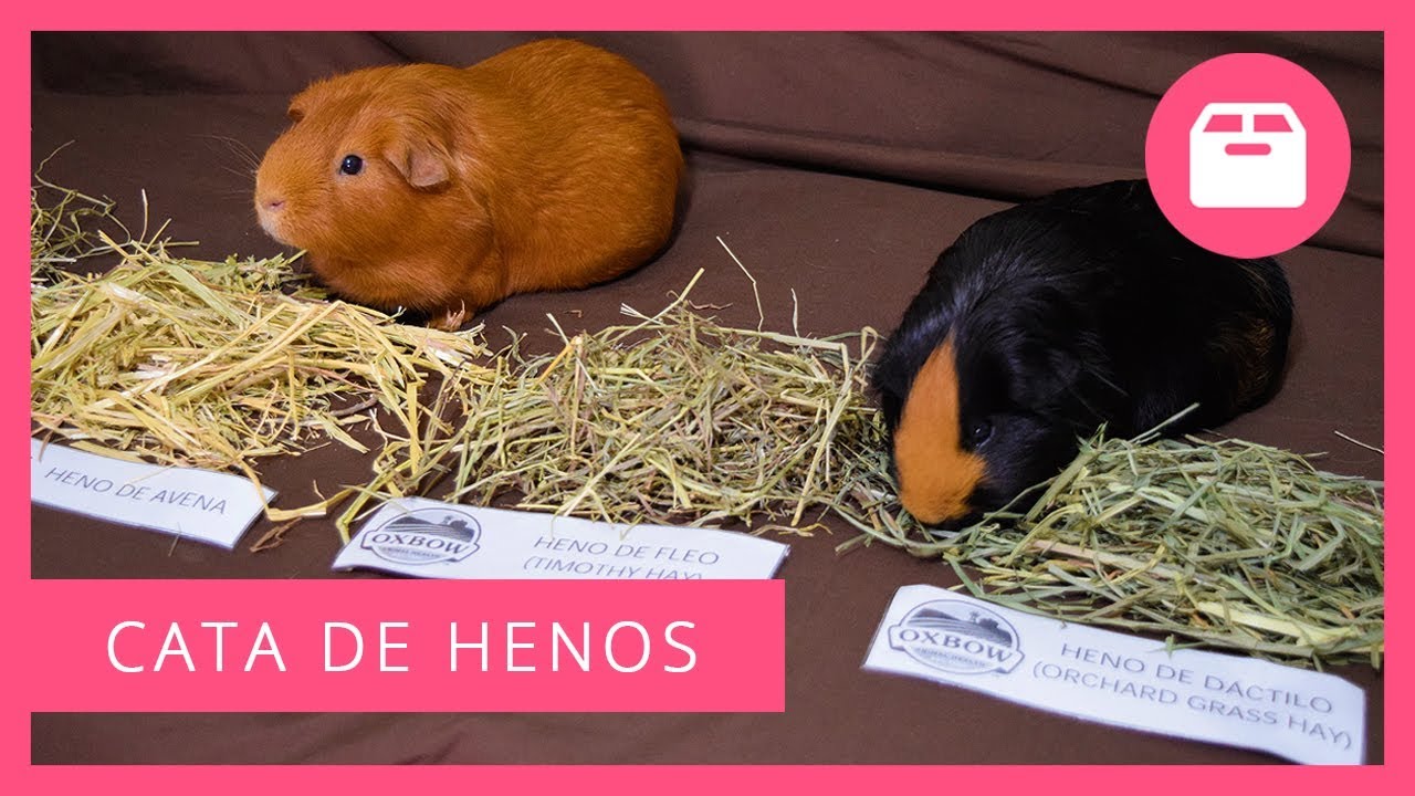🌿 CATA DE HENOS (info nutricional + review) 🐹 Ribero, Oxbow, JR Farm, Selva negra...