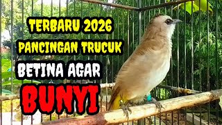 Download Lagu Suara burung trucukan gacor menanggil lawan Pancingan trucuk betina memanggil jantan MP3