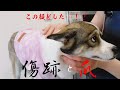 【保護犬】傷跡と爪【子犬】もみじしょんぼり顔…！？