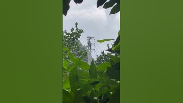 bắt ong trên cột điện cao.