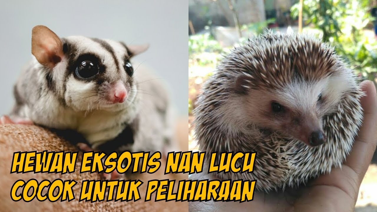 4 Pilihan Hewan Eksotis Peliharaan Kaum Milenial Youtube