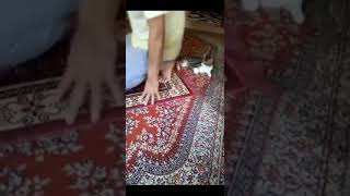 Namaz Kıldırmayan Ateist Kedi