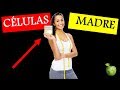 Células Madre: Cómo Aumentarlas de Forma Natural