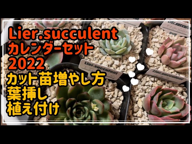 多肉植物】韓国苗を増やしたい‼︎リエールカレンダーセット2022 - YouTube