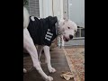 My Dogo Argentino just ain't right. #DOGOARGENTINO